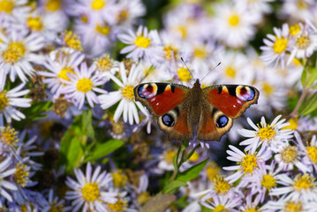 Obraz premium European peacock butterfly (Aglais io) sitting on Spanish Daisy in Zurich, Switzerland