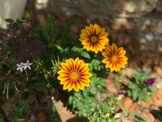 yellow flowers in the garden