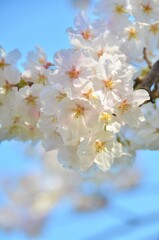 Close-up cherry blossoms in full bloom and blue sky