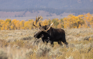 Bull Moose During the Fall Rut in Wyoming