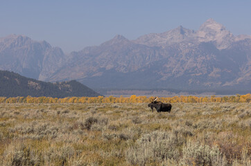 Obraz premium Bull Moose During the Fall Rut in Wyoming