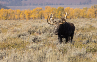Bull Moose During the Fall Rut in Wyoming