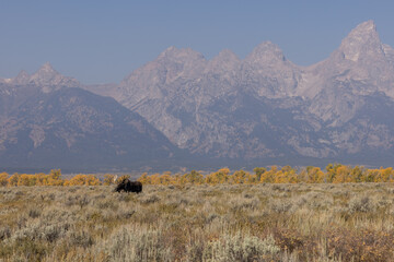 Bull Moose During the Fall Rut in Wyoming