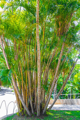 Green yellow bamboo palm trees Rio de Janeiro Brazil.