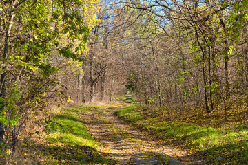 Bright and colorful fall leaves on forest path and autumn falling leaves on a sunny autumn day in Kelebija forest, Serbia