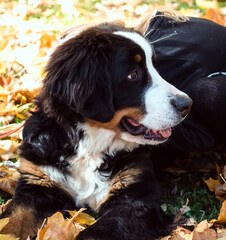one bernese dog in leaves, a girl hugs a dog in the park