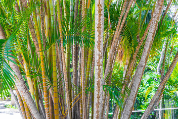 Green yellow bamboo palm trees Rio de Janeiro Brazil.