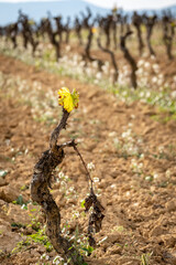 Vineyard landscapes in autumn in the Penedes wine region in Catalonia