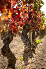 Vineyard landscapes in autumn in the Penedes wine region in Catalonia