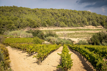 Fototapeta na wymiar Vineyard landscapes in autumn in the Penedes wine region in Catalonia
