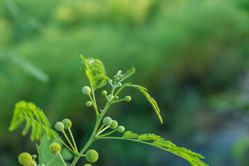 The end of the acacia tree that is fruiting
