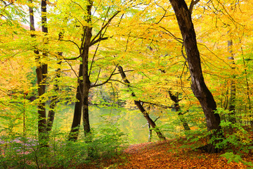 Fototapeta na wymiar Autumn forest in sunny day