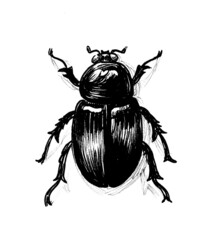 Ink black and white drawing of a big black beetle