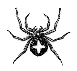 Poisonous spider with a cross. Ink black and white drawing