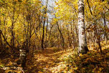 A path in an autumn park covered with fallen yellow leaves