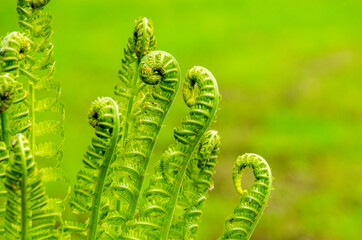 Green fern plants in the forest in spring on green background, closeup