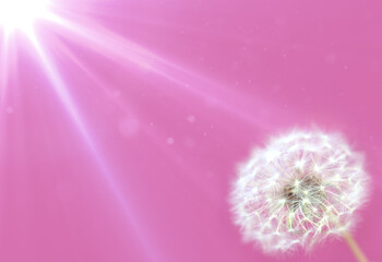 Dandelion in the rays of light. Nature concept. Abstract floral background