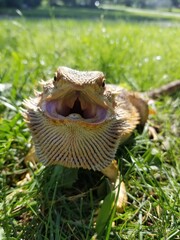 Bearded dragon 