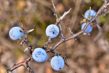 blackthorn on a branch