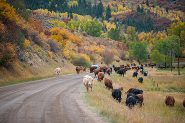 cows in the field - Colorado Fall