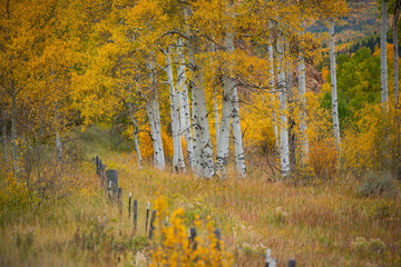 autumn in the woods - Colorado Fall