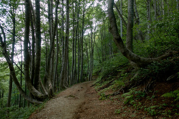 Hiking trail through the forest. Travel destinations, eco tourism, environmental conservation. Caucasian State Natural Biosphere Reserve named after Kh.G. Shaposhnikov. Lago-Naki plateau. Russia.