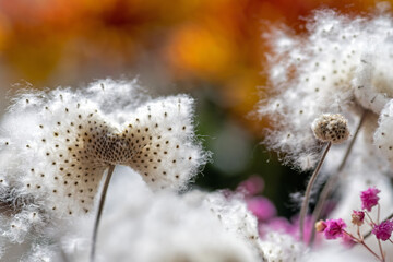 Fruchtstand der Herbst-Anemone