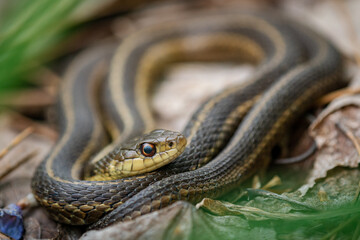 grass-snake