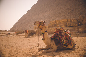 エジプトの世界遺産ギザ三大ピラミッドとラクダ