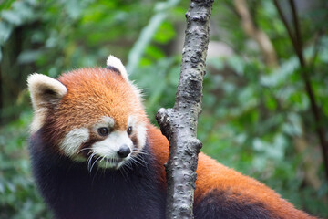 レッサーパンダ