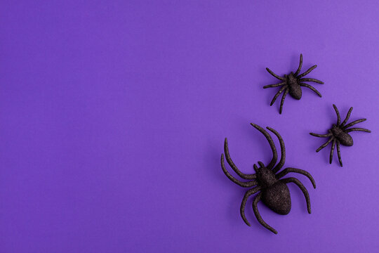 One big and two tiny black artificial spiders on vibrant purple background on the right with copy space. Halloween scary holiday and autumn concept