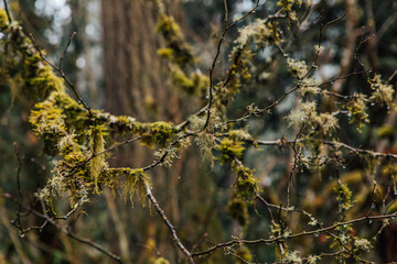 Winter Forest | Washington 