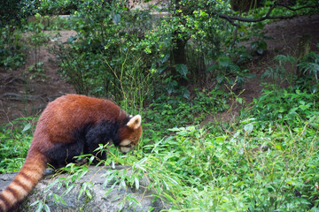 レッサーパンダ