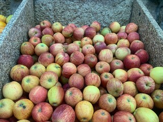 apples in the basket