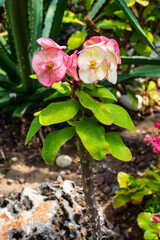 Pink and white tropical flower with bright green leaves