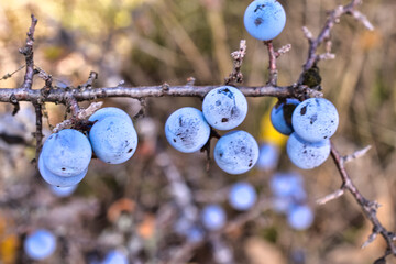 blackthorn on a branch