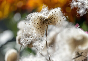 Fruchtstand der Herbst-Anemone