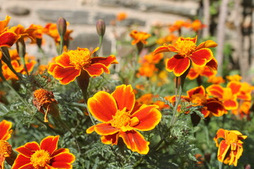 Detalle de varias Tagetes erecta.