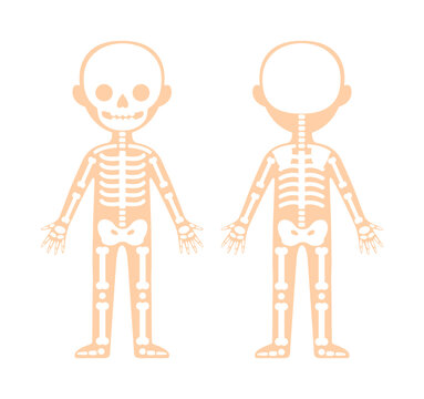 Human Skeleton of a Small Child. Front and Back view..Cartoon Icon. Template and Scheme for Anatomy and Biology lesson. Flat Color style. White background. Illustration for Medical design. Vector.