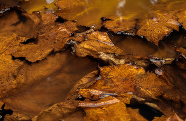 autumn bright leaves in water background. autumn atmosphere image. fall season concept. flat lay