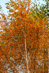 Colorful autumn forest and trees