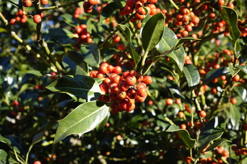 Close-up of holly (Ilex, Aquifoliaceae) with red berries, Ludwigswinkel, Fischbach, Rhineland Palatinate, Germany
