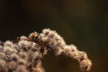 Dry grass on the meadow in the autumn