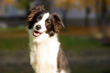 Portrait of happy positive beautiful black and white dog Border Collie is smiling and looking at camera, walking in the park outdoors. Blurred natural background. 