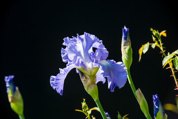 Sunlit blue iris on black background, isolated, closeup