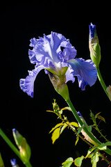 Sunlit blue iris on black background, isolated, closeup