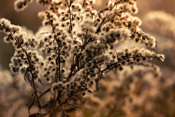 Dry grass on the meadow in the autumn