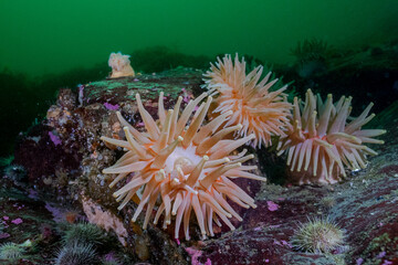 Fototapeta na wymiar anemones