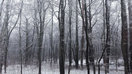 Snowfall in the forest