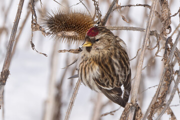 Common Redpoll on a snowy winter day